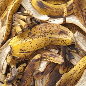 banana peels in plants