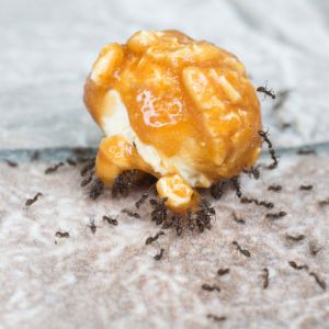Sugar ants rolling popcorn