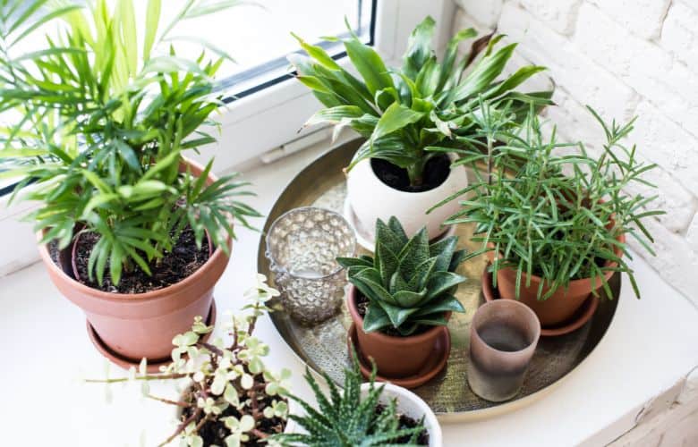 Watering houseplants from the bottom