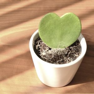 heart shaped plants